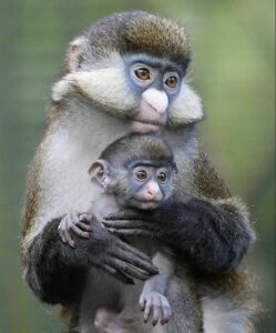 Buy Guenon Monkey