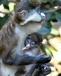 buy-guenon-monkey