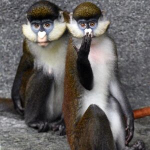 Buy Guenon Monkey