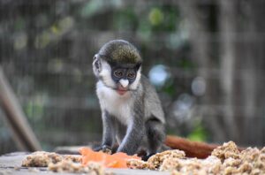 buy-guenon-monkey