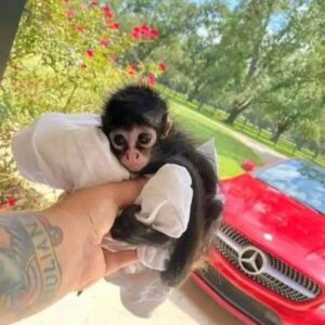 Buy Spider Monkey online