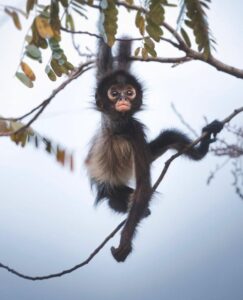 Buy Spider Monkey online