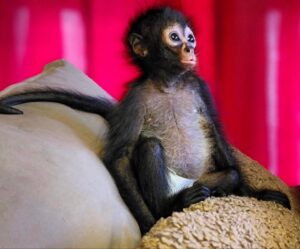 Buy Spider Monkey online