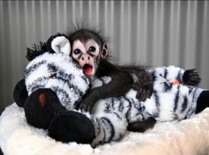 Buy Spider Monkey online