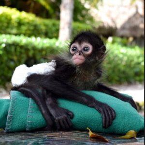Buy Spider Monkey online