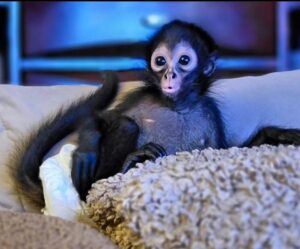Buy Spider Monkey online