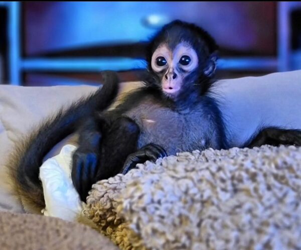 Buy Spider Monkey online