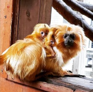 Buy Tamarin Monkeys Online