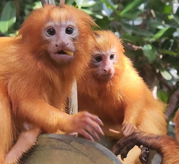 Buy Tamarin Monkeys Online