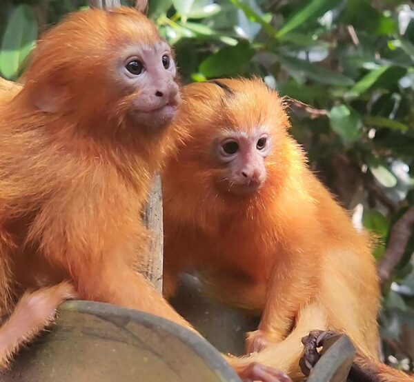 Buy Tamarin Monkeys Online