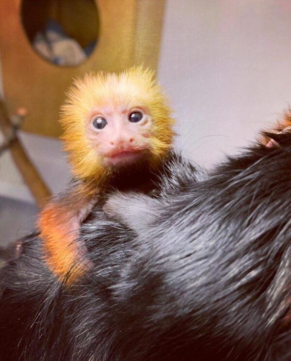 Buy Tamarin Monkeys Online - Image 5