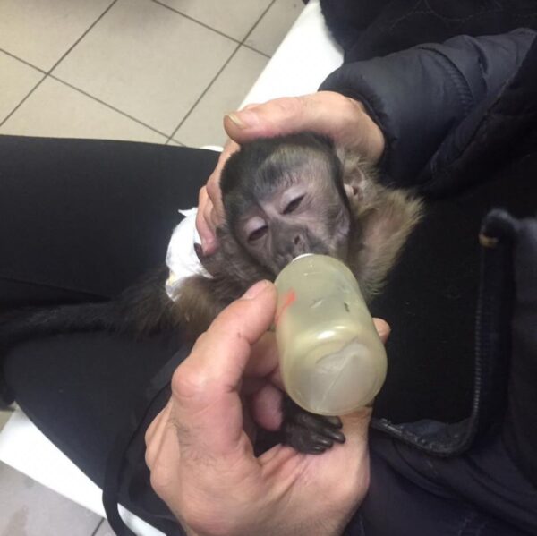 Buy Capuchin Monkeys Online