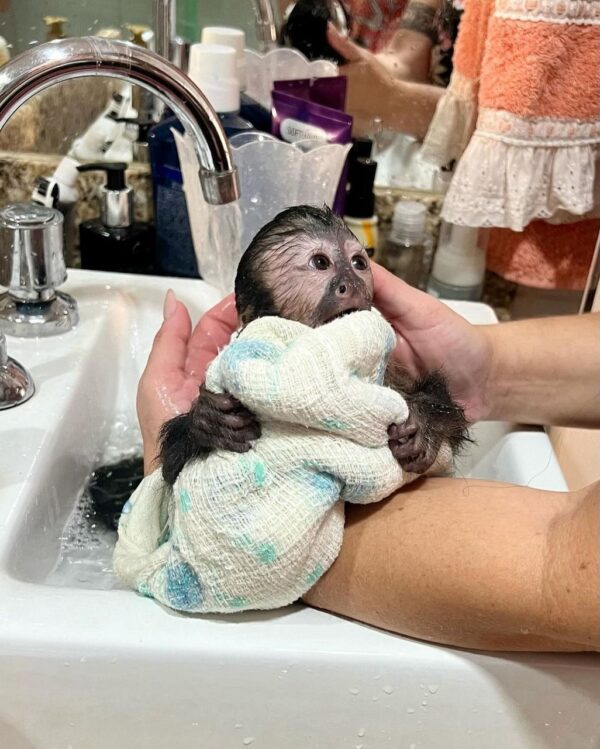 Buy Capuchin Monkeys Online