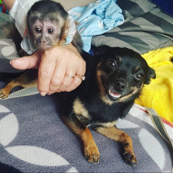 Buy Capuchin Monkeys Online
