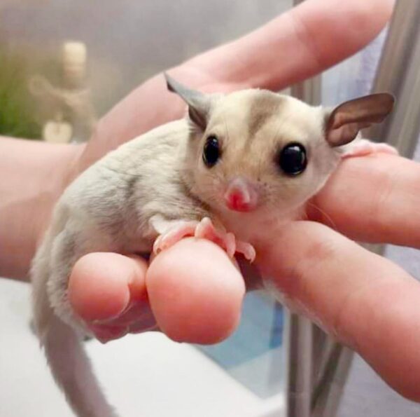 Sugar glider For Sale Online