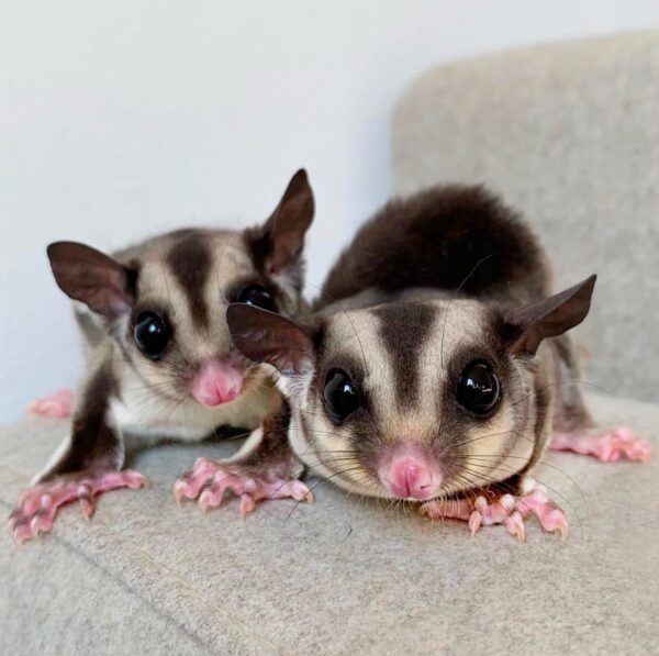 Sugar glider For Sale Online