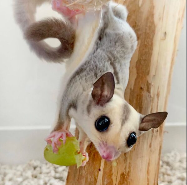 Sugar glider For Sale Online