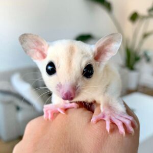 Sugar glider For Sale Online