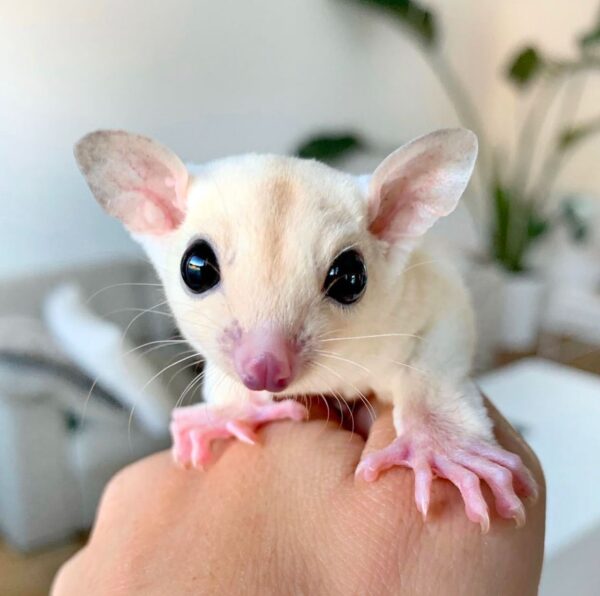 Sugar glider For Sale Online