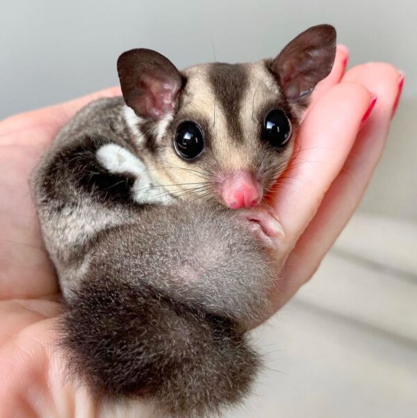 Sugar glider For Sale Online