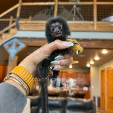 Tamarin Monkeys For sale Online